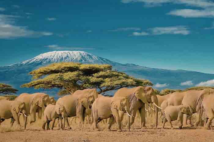 Back Home Safari